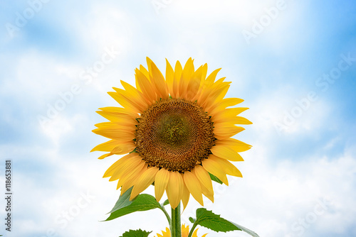 Fototapeta Naklejka Na Ścianę i Meble -  ひまわり