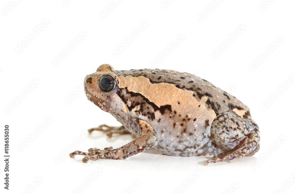 Fototapeta premium Bubble frog