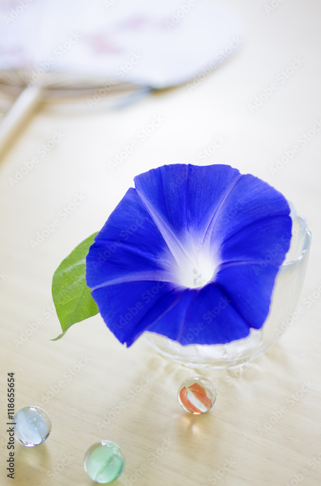 Obraz premium 桶に生けられた青い朝顔