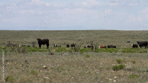 West Texas - Cows in Field 01