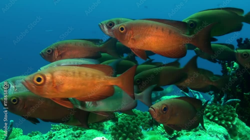 A flock school of tropical fish on the reef in search of food. Amazing, beautiful underwater marine life world of sea creatures in Maldives. Scuba diving and tourism. A flock school of tropical fish on the reef in search of food. Amazing, beautiful underwater marine life world of sea creatures in Maldives. Scuba diving and tourism.
