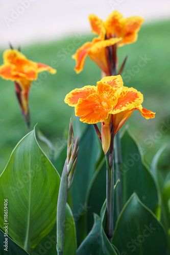 Canna flower