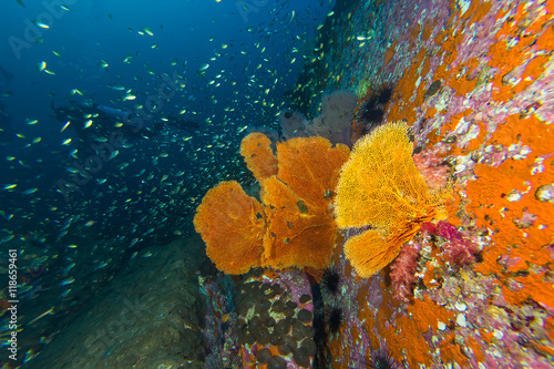 Seafan in coral reef