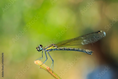 Dragonfly close up eyes, insect,animal.