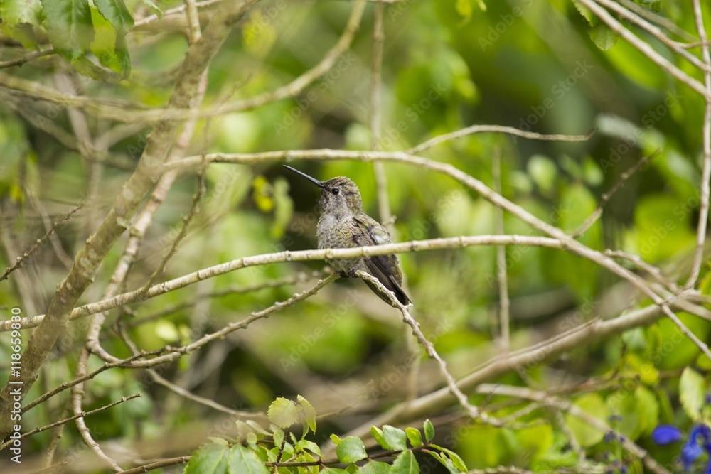 Allen's hummingbird (Selasphorus sasin) Allen's hummingbird (Selasphorus sasin)