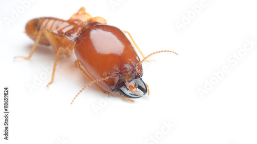 termite