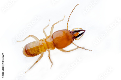 termite photo