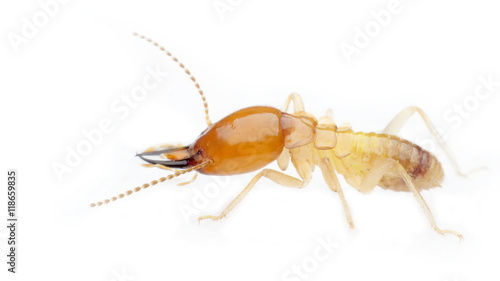 Fotografía termite