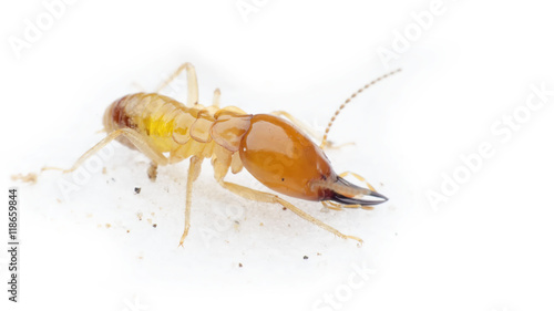 termite