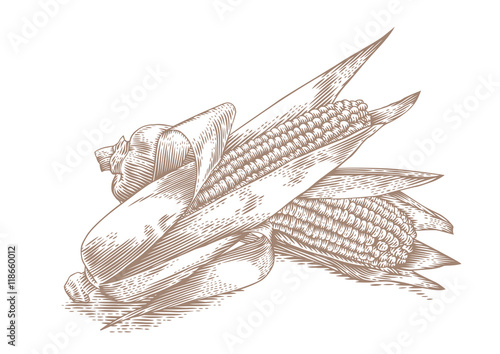 Two fresh corn cobs