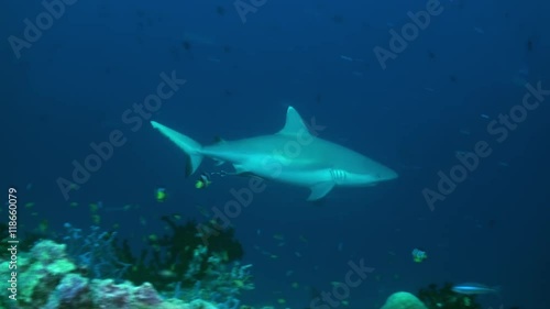 Wallpaper Mural Shark swims at the edge of the reef in search of food in lagoon ocean. Amazing, beautiful underwater marine life world of sea creatures in Maldives. Scuba diving and tourism. Torontodigital.ca