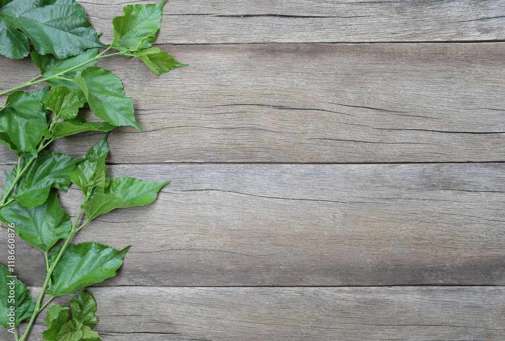Green leaf of Mulberry placed on the wooden background. Green leaf of Mulberry placed on the wooden background.