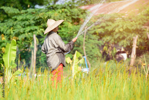 farmers is watering in her farm paddy