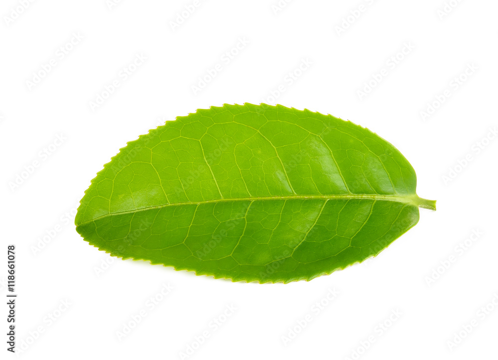 Fototapeta premium green tea leaf isolated on white background