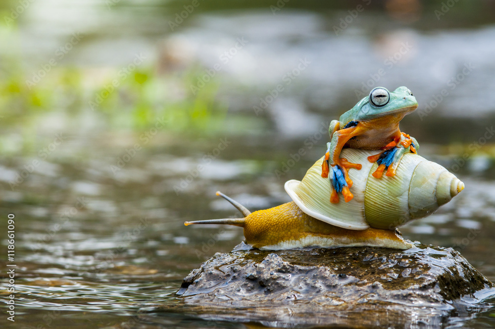 Obraz premium frog, frogs, snails, snails, frog are on snails