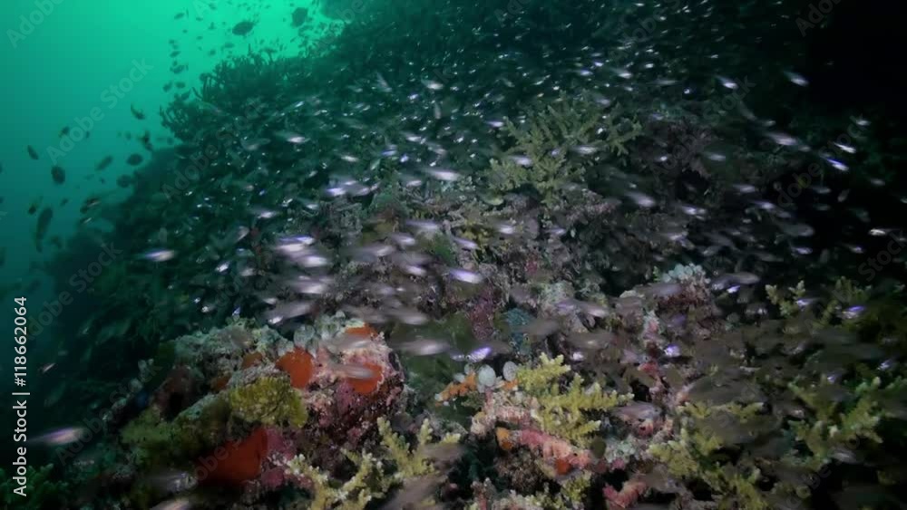 A flock school of tropical angry fish on the reef in ocean at duskin search of food in lagoon. Amazing, beautiful underwater marine life world of sea creatures in Maldives. Scuba diving and tourism. A flock school of tropical angry fish on the reef in ocean at duskin search of food in lagoon. Amazing, beautiful underwater marine life world of sea creatures in Maldives. Scuba diving and tourism.