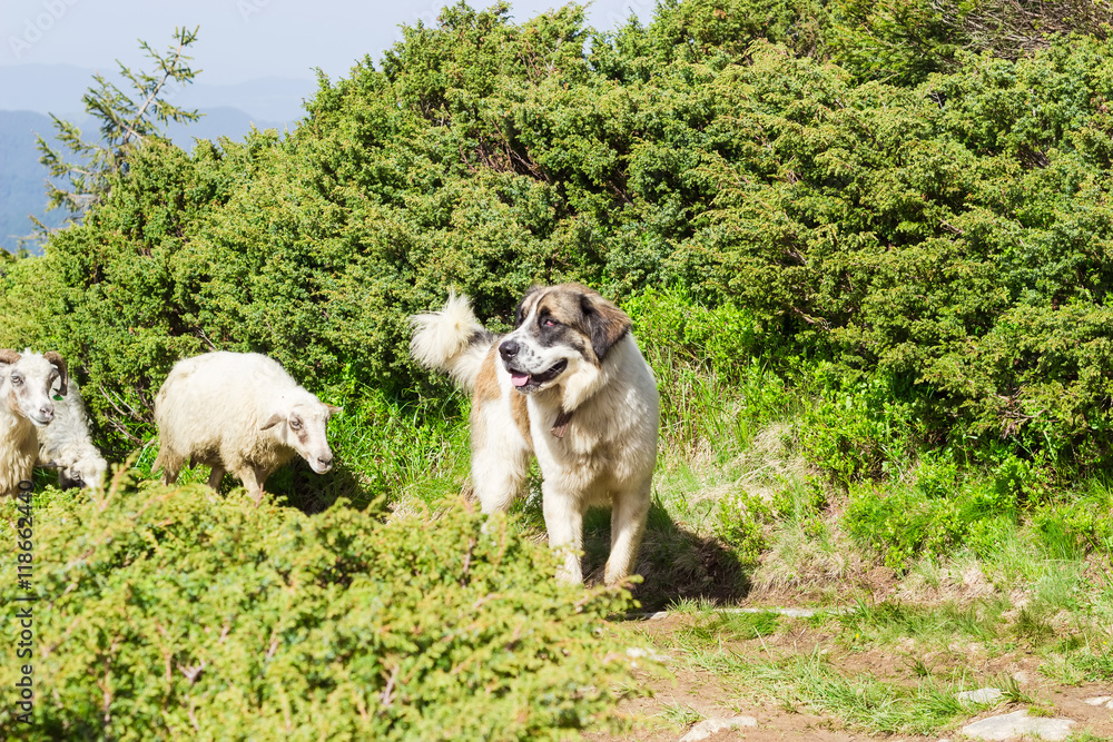 Obraz premium Livestock guardian dog in Carpathian Mountains