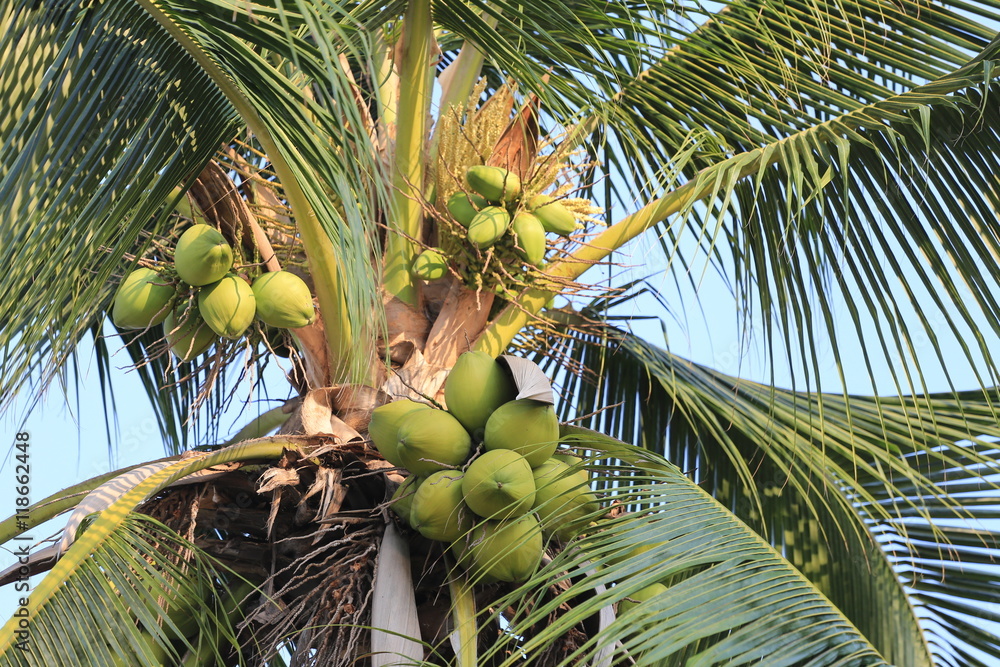 Fototapeta premium coconut fruit on coconut tree in garden Thailand.