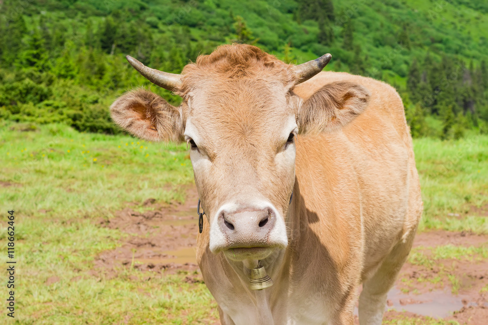 Cow on a mountain pasture closeup