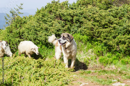 Livestock guardian dog in Carpathian Mountains