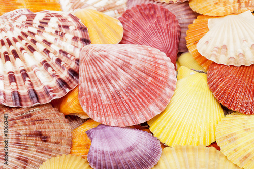 Background of colorful sea shells of mollusk, close up.