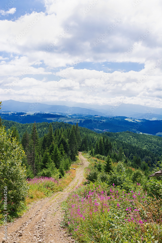 Fototapeta premium Summer morning in the mountains. Carpathian, Ukraine, Europe.