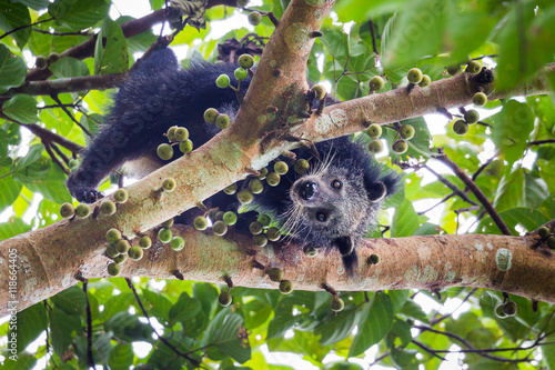 Close up of  Binturong(Arctictis binturong) 