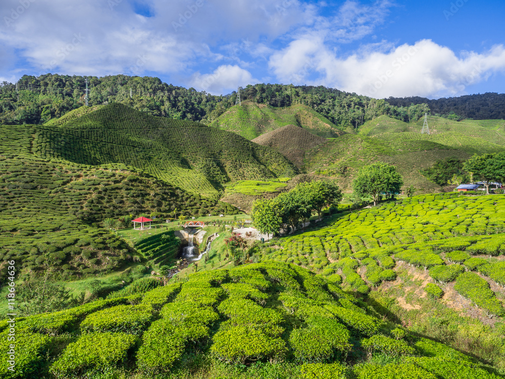 Tea plantation in the Cameron highlands Tea plantation in the Cameron highlands