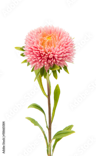 Beautiful flower aster isolated