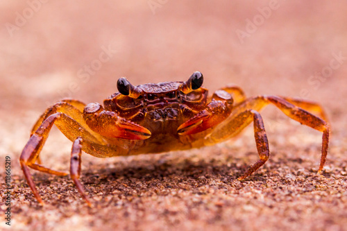 Hairy leg mountain crab at Phu Hin Rong Kla National Park.