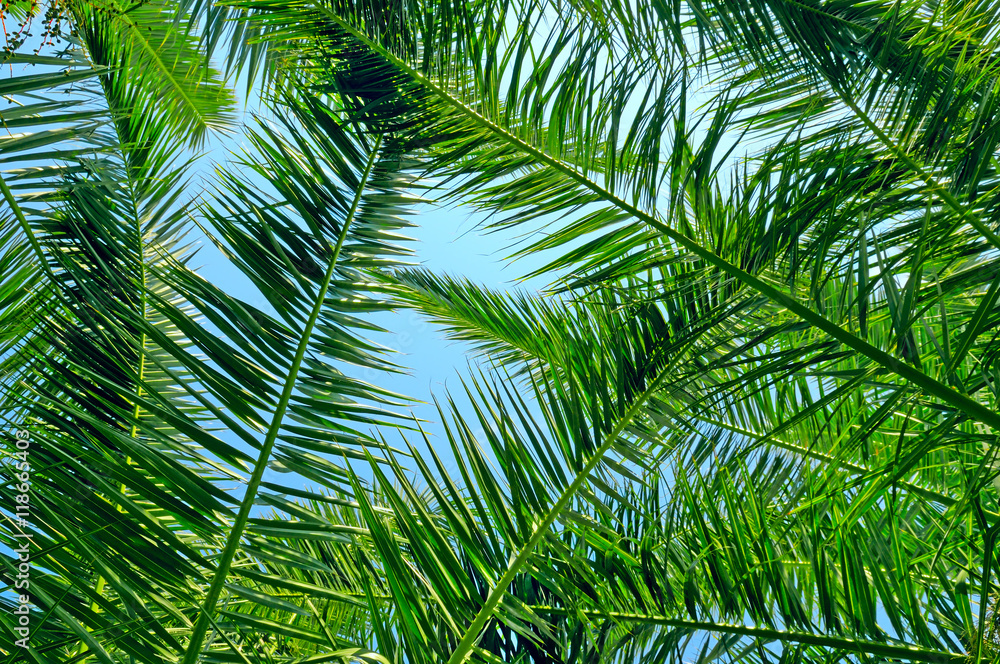 background of palm leaves and blue sky background of palm leaves and blue sky