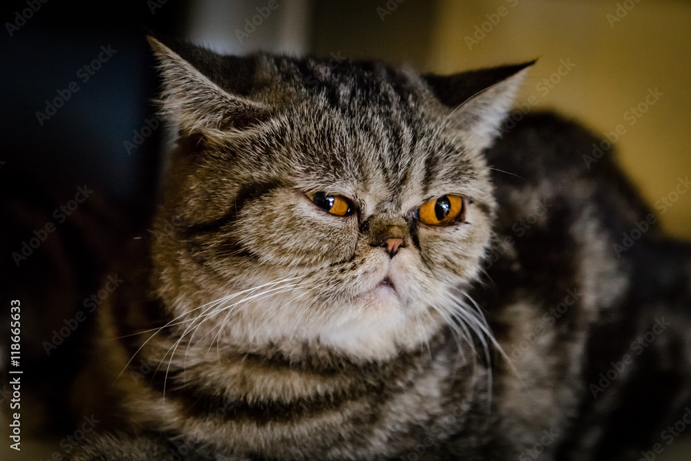 Grey cat with yellow eyes