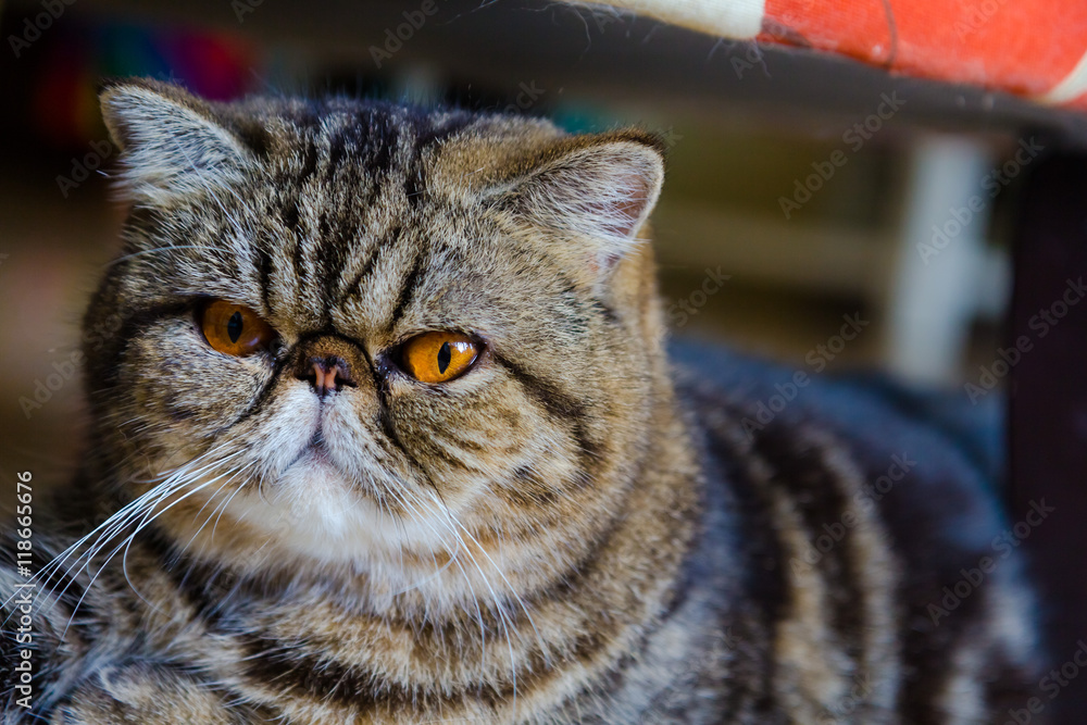 Grey cat with yellow eyes