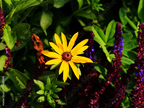 Rudbeckia fulgida 'Goldstrum' (orange coneflower) - beautiful yellow summer flowers   photo