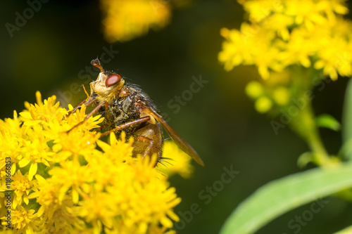 Vespa gialla in primo piano impollina fiore, ape maia, ape, vespa, insetto su fiore, polline fiore giallo photo