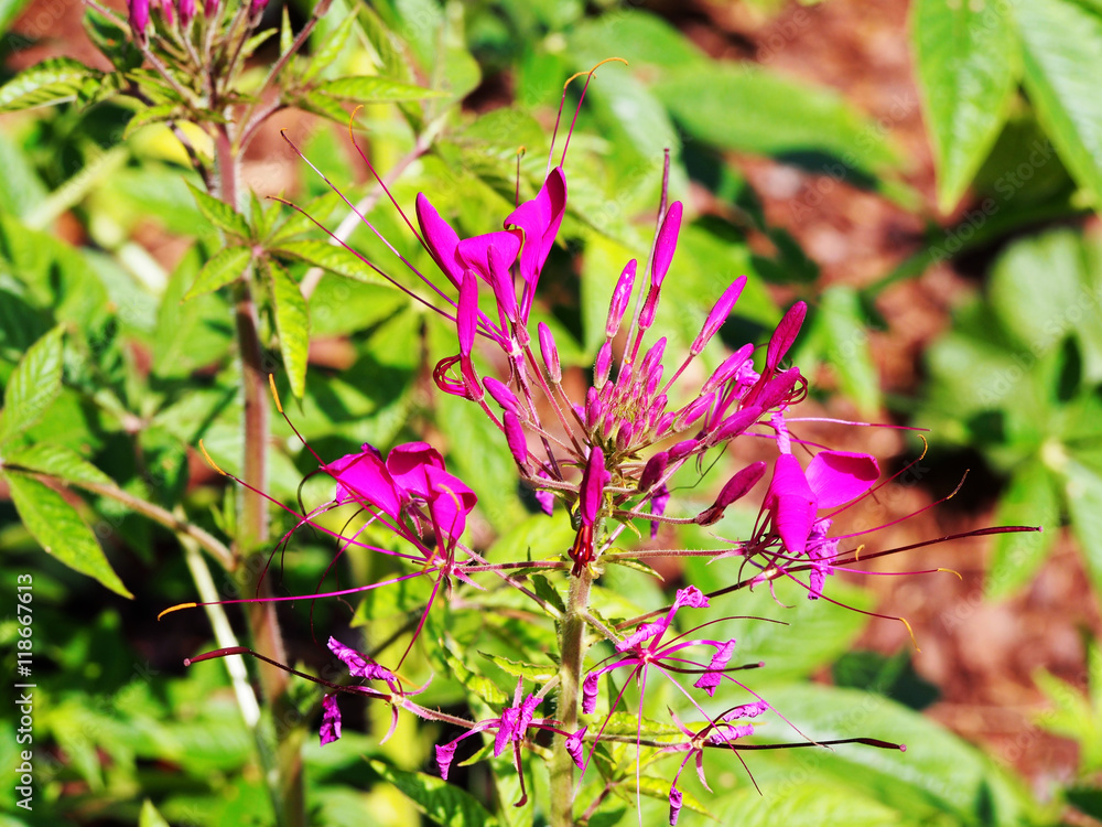 Cleome spinosa - spider flower Cleome spinosa - spider flower