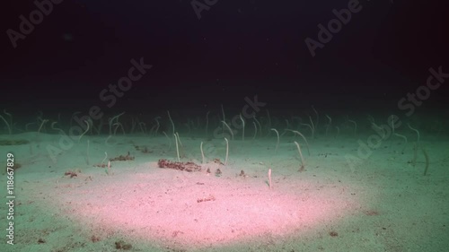 Garden eels (Gorgasia sillneri) feed in the water column at night in the ocean in lagoon. Amazing, beautiful underwater marine life world of sea creatures in Maldives. Scuba diving and tourism. photo