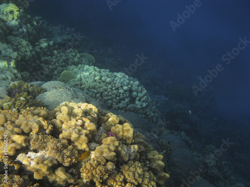 Coral reef in the Red Sea, Egypt.