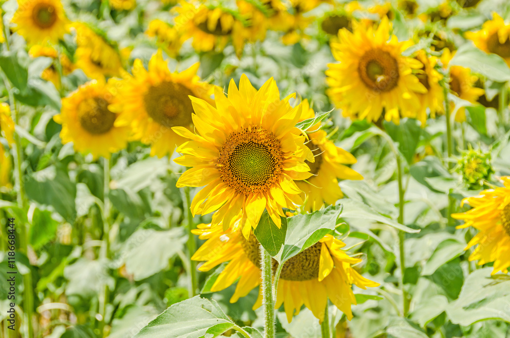 Field of yellow sunflowers, blue clouds sky, countryside Field of yellow sunflowers, blue clouds sky, countryside