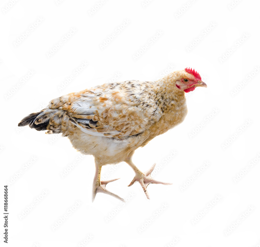 Colored chicken standing, poultry isolated on white background Colored chicken standing, poultry isolated on white background