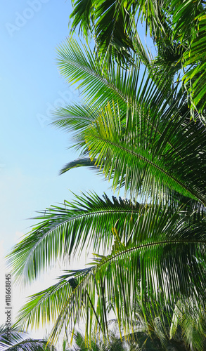 Palm tree branch against the light