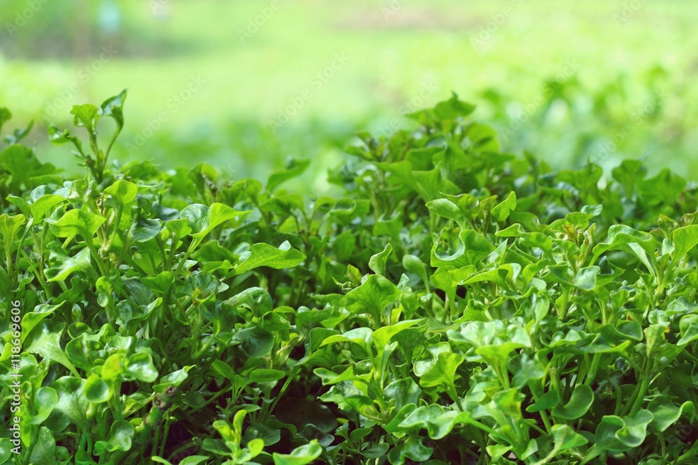Vegetable garden. organic farming Vegetable garden. organic farming