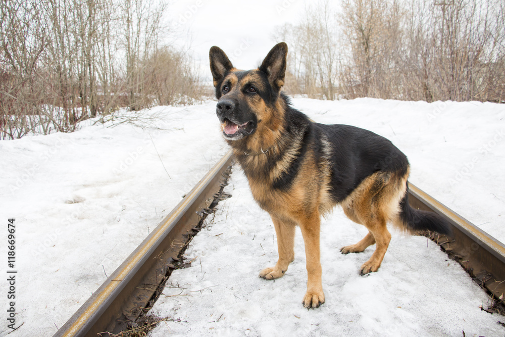 German shepherd dog on the railway road