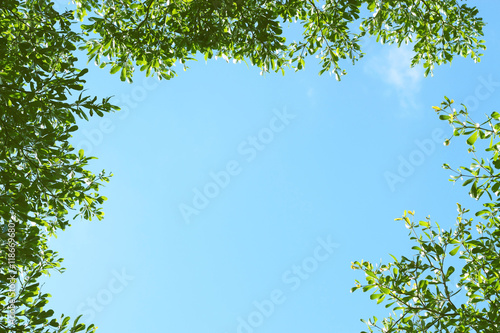 green forest background in a sunny day