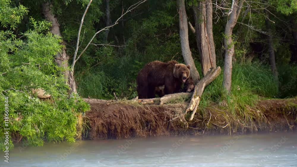 Kamchatka brown bear family eating catched salmon 4K UHD. Kamchatka brown bear family eating catched salmon 4K UHD.