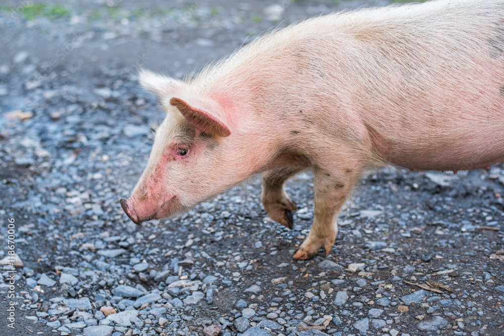 Lovely young pig freezes in uncertainty snuffing. Close-up Lovely young pig freezes in uncertainty snuffing. Close-up