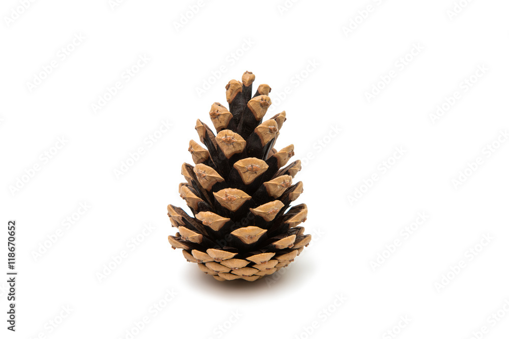 pine cone pine cone