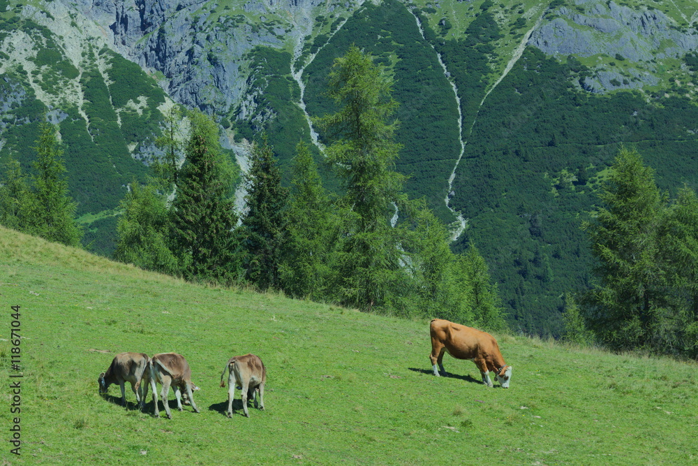 Fototapeta premium Kuh mit Kälber
