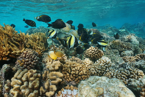 Shallow coral reef with shoal of tropical fish underwater sea, Rangiroa lagoon, Pacific ocean, French Polynesia