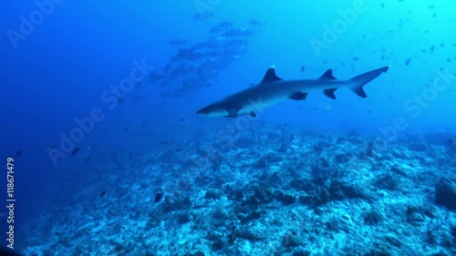 Wallpaper Mural Shark swims at the edge of the reef in search of food in lagoon ocean. Amazing, beautiful underwater marine life world of sea creatures in Maldives. Scuba diving and tourism. Torontodigital.ca